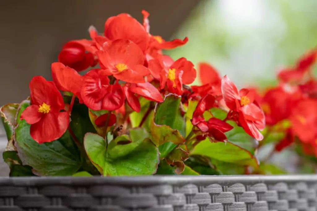 15 Flores de sombra: Nomes, fotos e como cuidar 5 Begônia