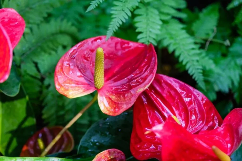 15 Flores de sombra: Nomes, fotos e como cuidar 6 Antúrio: Anthurium andraeanum