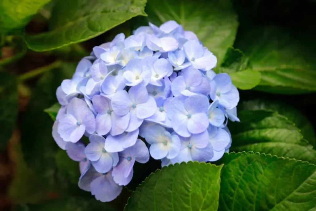 15 Flores de sombra: Nomes, fotos e como cuidar 7 Hortênsia - Hydrangea macrophylla