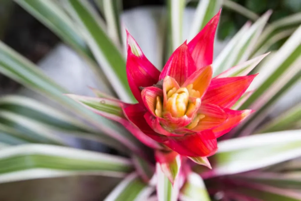 15 Flores de sombra: Nomes, fotos e como cuidar 8 Bromélia: Bromeliaceae spp.