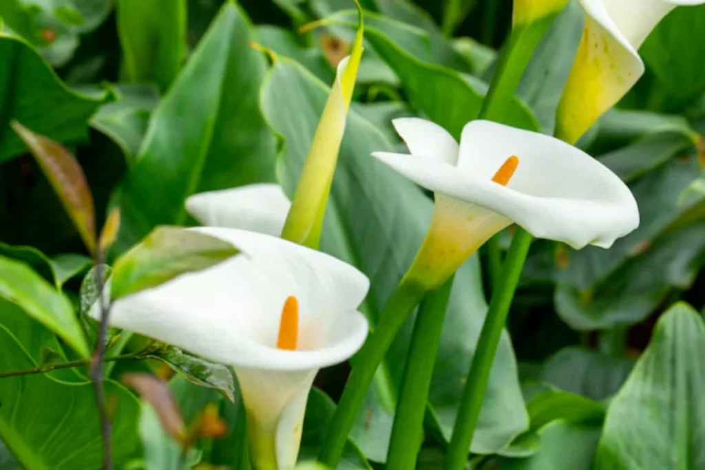 15 Flores de sombra: Nomes, fotos e como cuidar 10 Copo de Leite: Zantedeschia aethiopica
