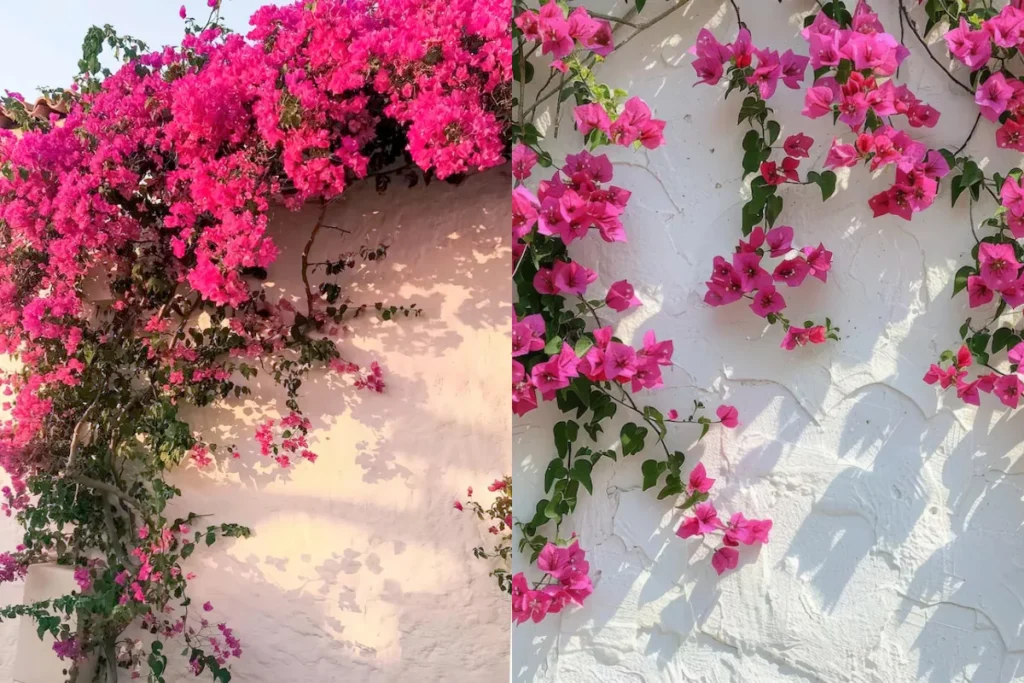 15 flores para jardim vertical: Veja as melhores opções 19 Buganvília (Bougainvillea spp.)