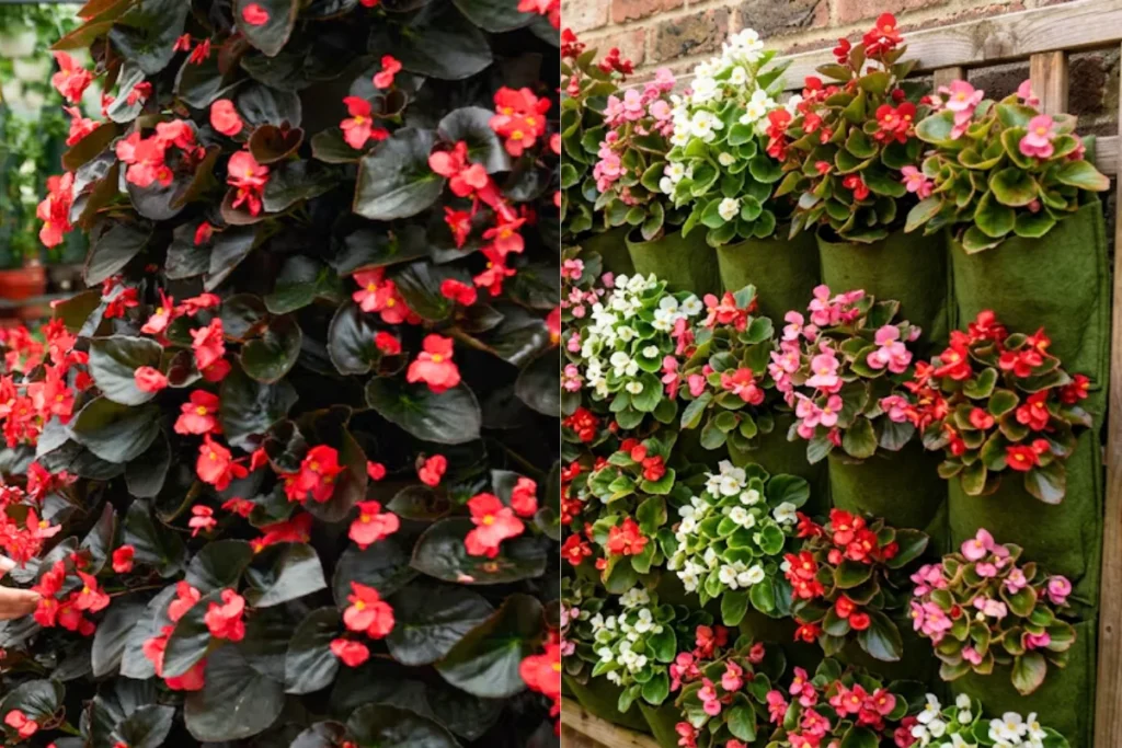 15 flores para jardim vertical: Veja as melhores opções 6 Flores Begônia (Begonia x semperflorens)