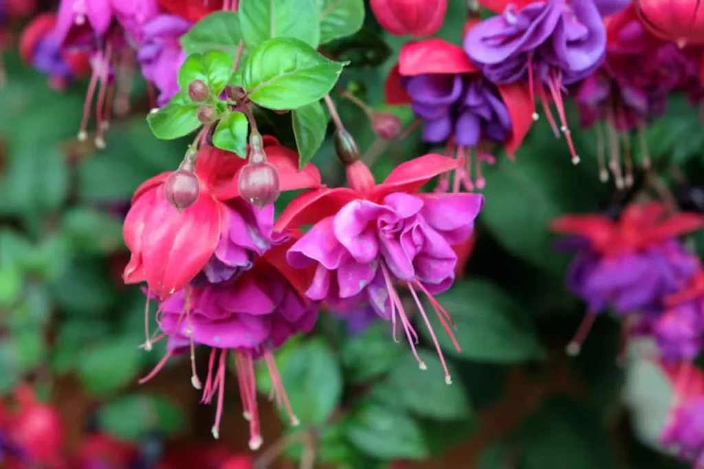 15 flores para jardim vertical: Veja as melhores opções 7 Flores Fúcsia (Fuchsia spp.)