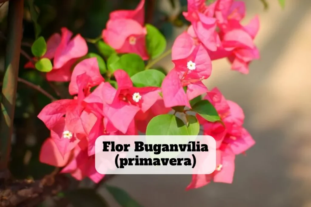 flor buganvília (primavera)