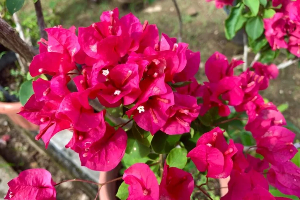 Varias flores buganvília