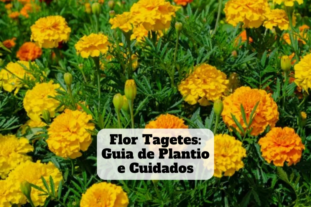 flores tagetes