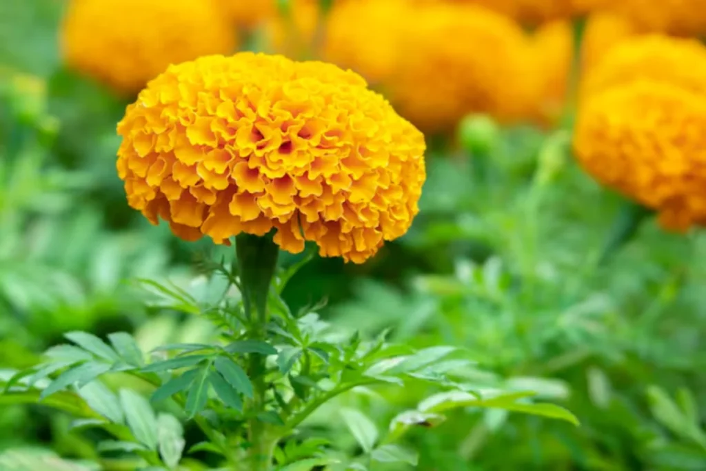 Flor tagetes: Guia completo de plantio e cuidados 3 flor tagetes amarela