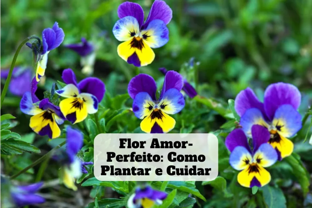 varias flores amor-perfeito