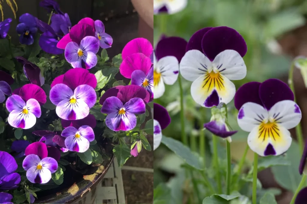 flores de amor perfeito