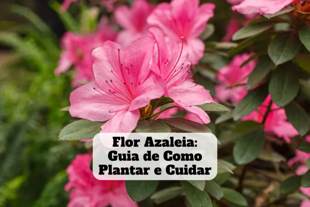 como plantar e cuidar da flor azaléia