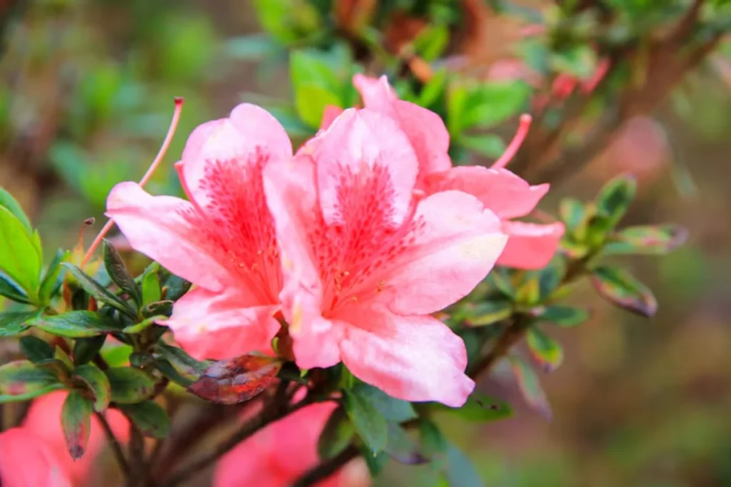flores azaléia rosa