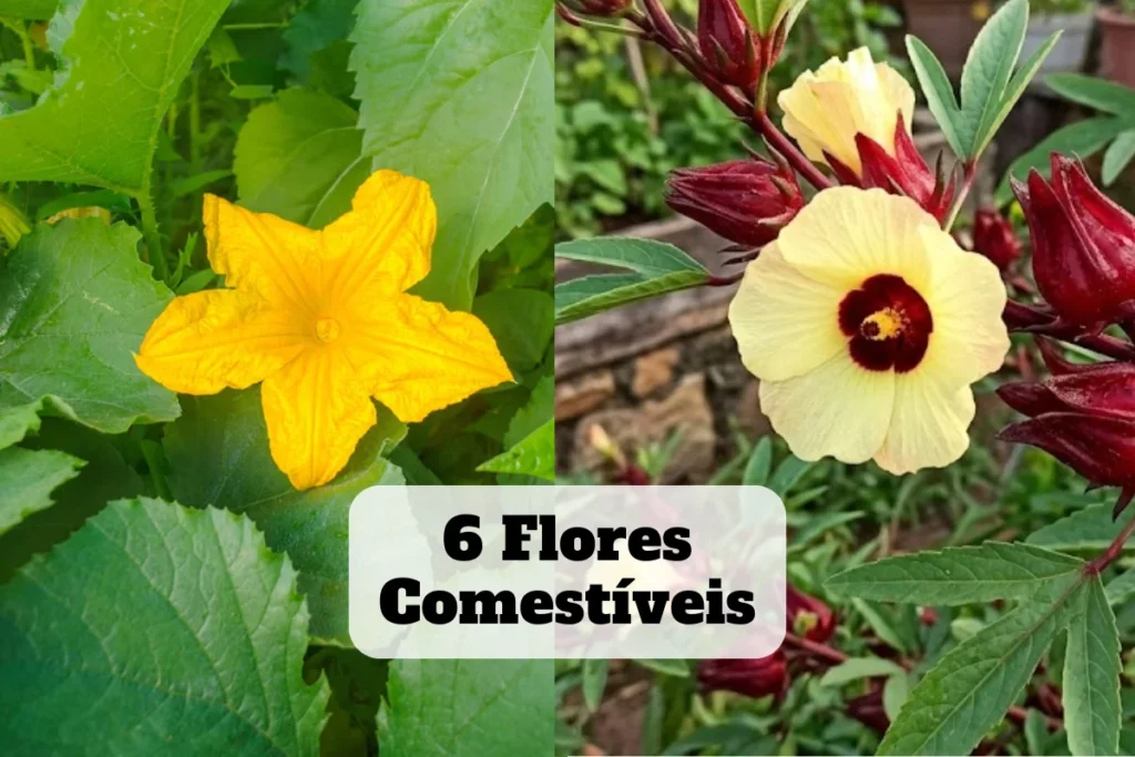 As 6 flores comestiveis
