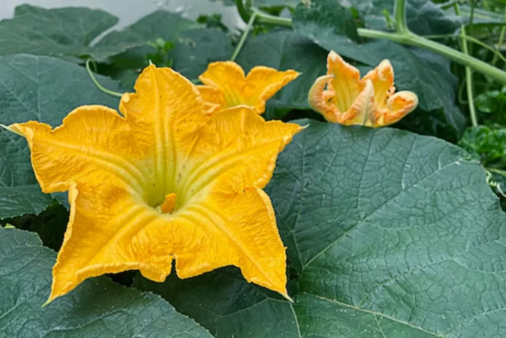 Flor de Abóbora (Cucurbita pepo)