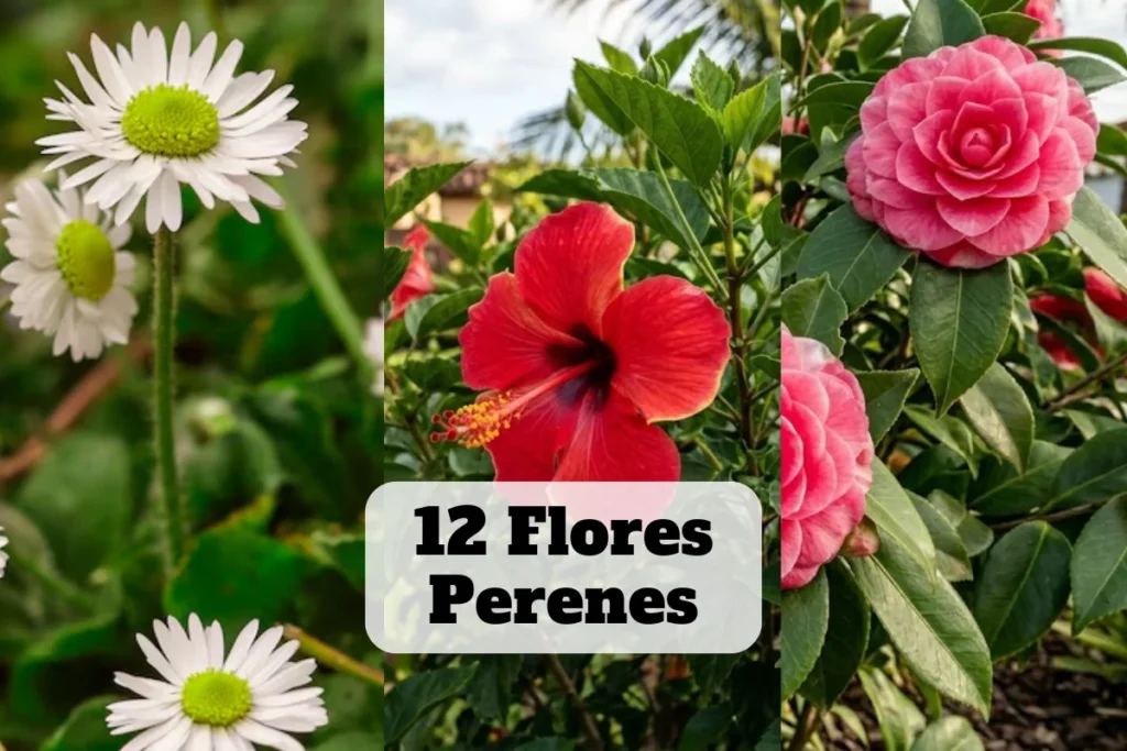 12 flores perenes