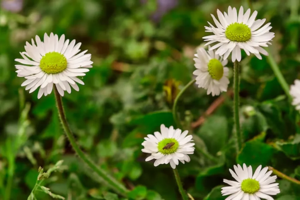 Margarida (Leucanthemum vulgare)