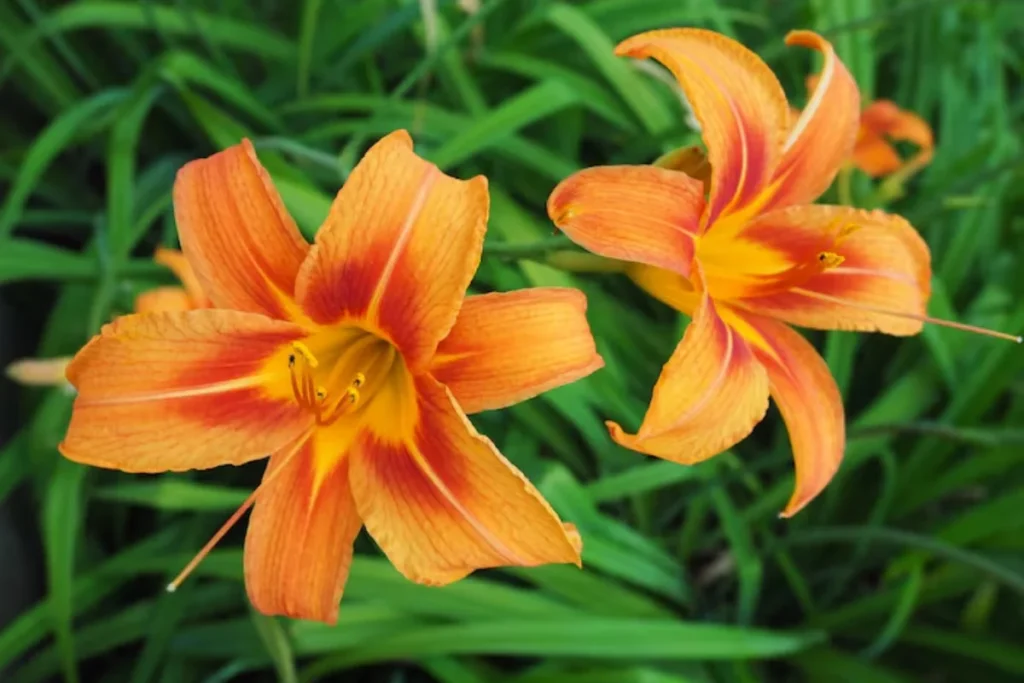 Lírio-do-dia (Hemerocallis spp.)