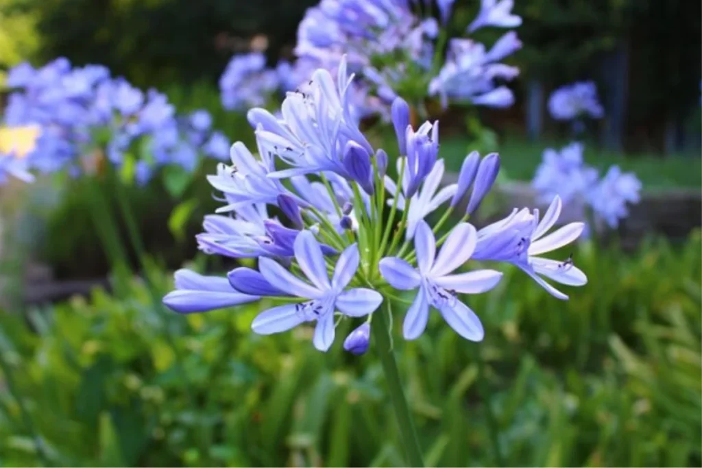 Agapanto (Agapanthus africanus)