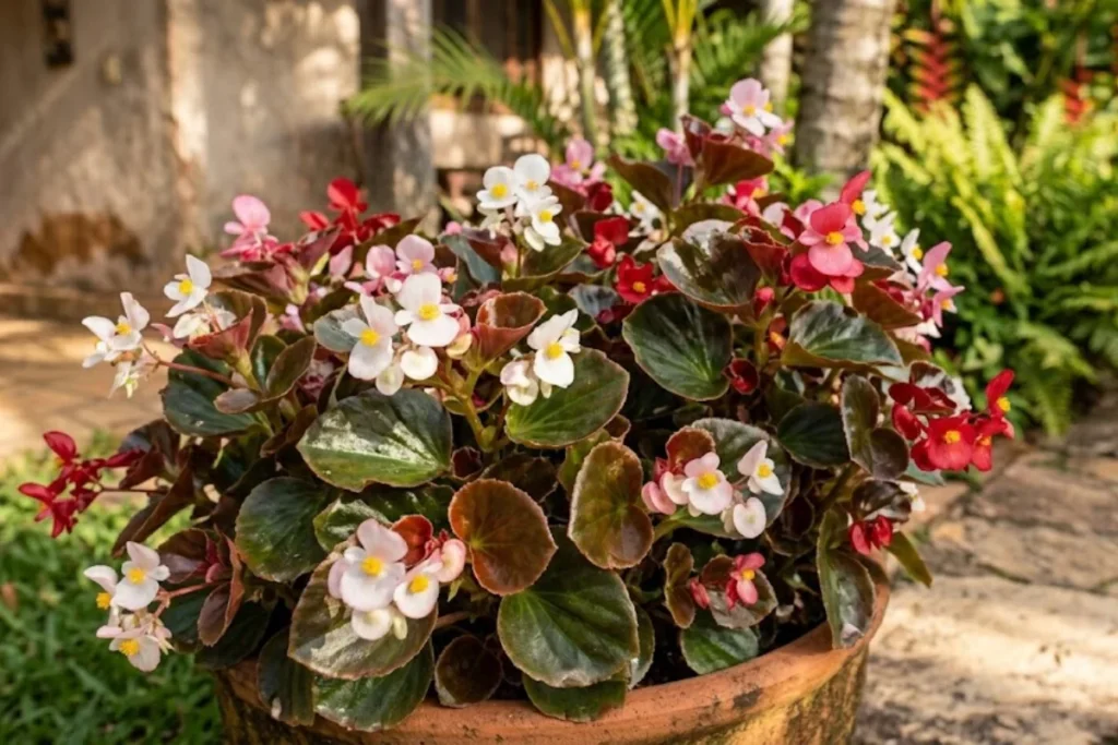 Begônia (Begonia semperflorens)