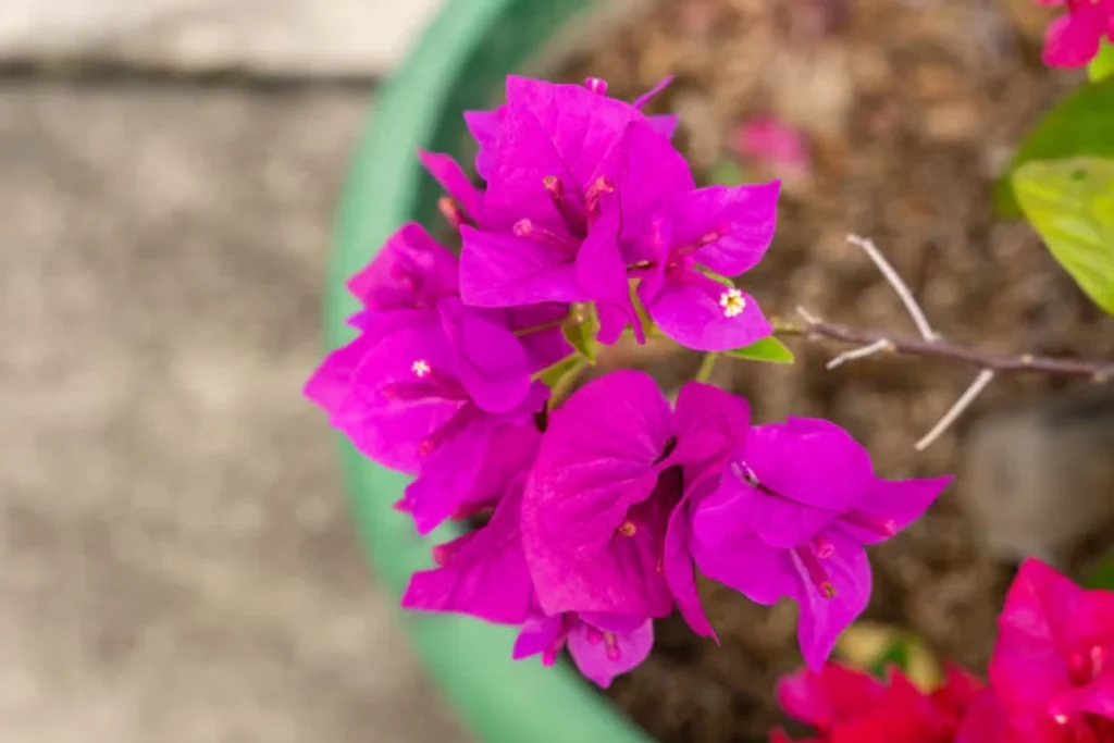 Buganvília (Bougainvillea spp.)