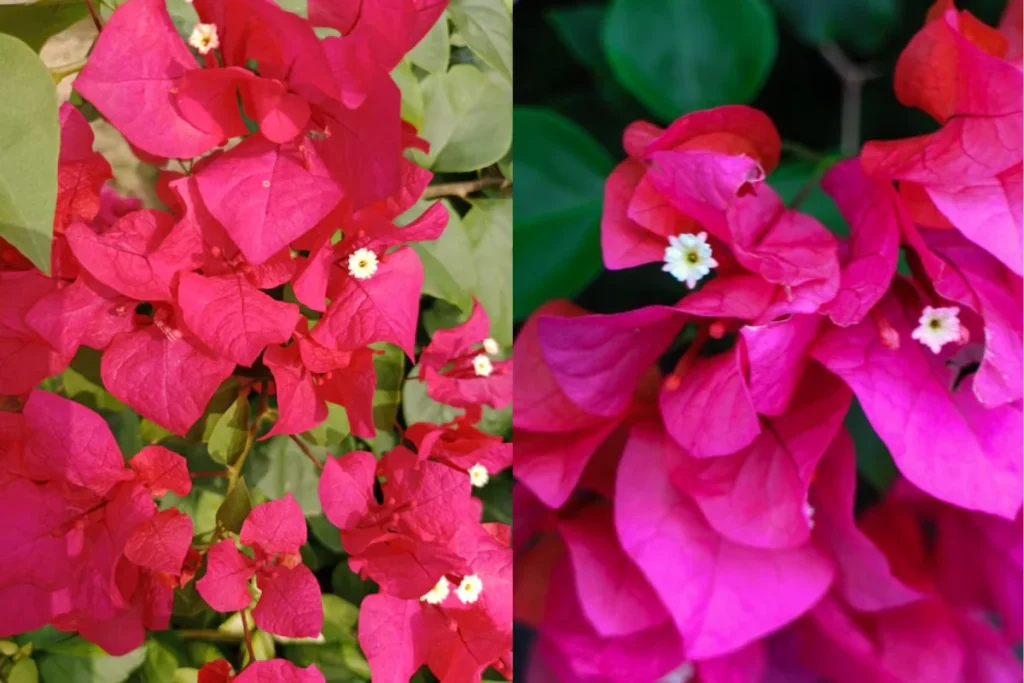 Linda Buganvília (Bougainvillea spp.)