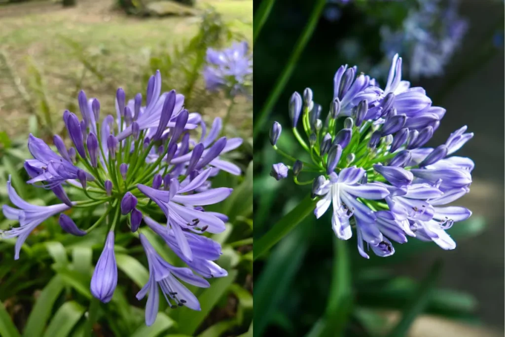 Flores Agapanto (Agapanthus africanus)