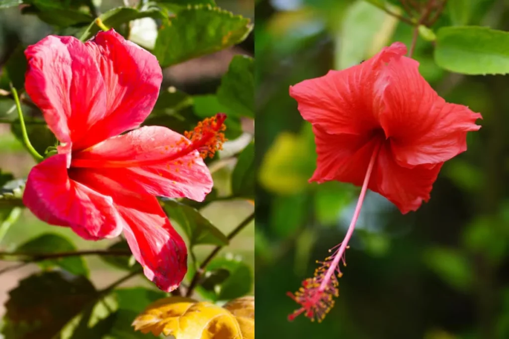 Flores Hibisco (Hibiscus rosa-sinensis)