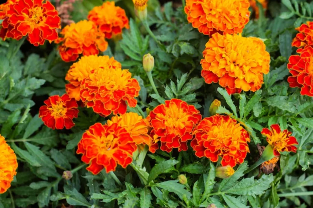 Flores Tagetes (Tagetes spp.)