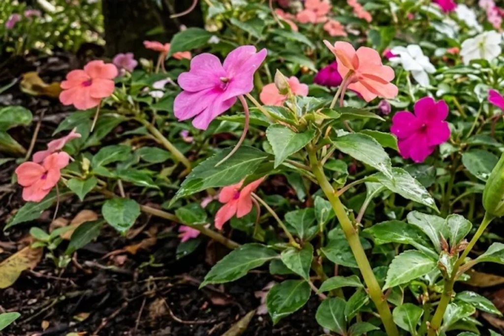 Flores Impatiens (Impatiens walleriana)